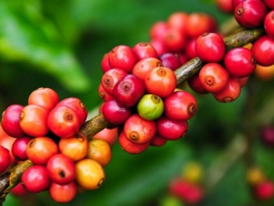 Giá cà phê hôm 29/12: Gần 3 tỷ USD xuất khẩu và 2 nhiệm vụ chính của ngành cà phê Việt từ năm 2022