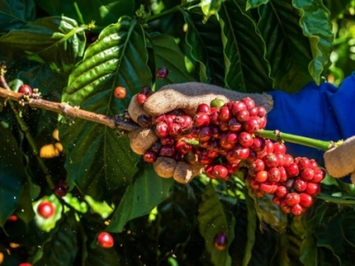 Giá cà phê hôm 10/8: Tồn kho thấp, nguồn cung Robusta dần cạn kiệt