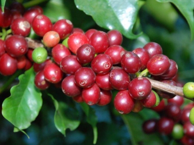 Giá cà phê hôm 1/1: Robusta tiến sát mốc 2.500 USD/tấn, yếu tố nào quyết định giá cà phê toàn cầu 2022?