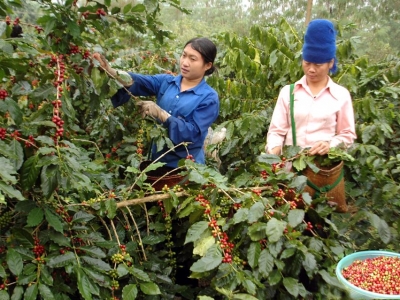 Giá cà phê hôm 18/1: Vì sao Robusta tiếp tục suy yếu?