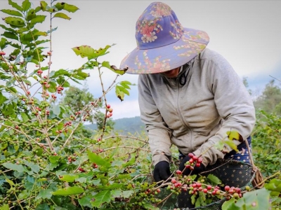 Giá cà phê hôm 20/1: Quay đầu tăng trở lại, Robusta dứt chuỗi giảm giá
