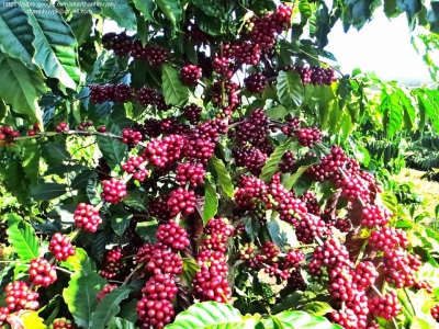 Giá cà phê hôm 21/1: Robusta tăng nhẹ, trong nước trên 40.000 đồng/kg