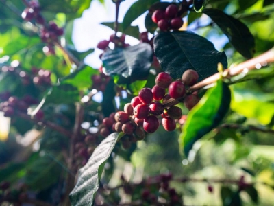 Giá cà phê hôm 22/2: Đầu cơ rút vốn đẩy Robusta tiếp tục giảm
