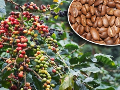 Giá cà phê hôm 12/12: Cà phê nội địa cao nhất 4 năm nay nhưng nông dân vẫn thiệt thòi, đâu là giải pháp?