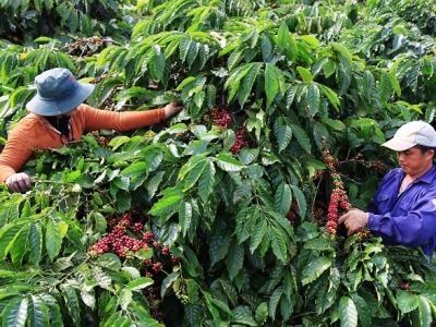 Giá cà phê hôm 15/12: Robusta tăng, vượt 2.400 USD/tấn trong khi nghe ngóng thông tin cuộc họp của FED