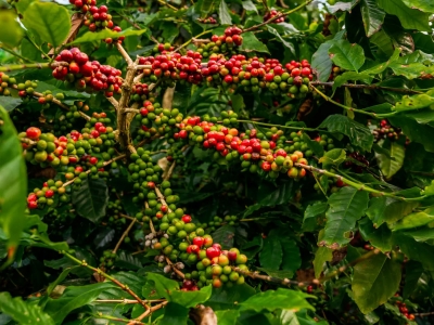 Giá cà phê hôm 09/12/2025: giảm mạnh trước cuộc họp của Fed về điều chỉnh lãi suất