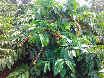 Giá cà phê hôm 21/4: Robusta tăng trở lại khi nhu cầu vẫn còn cao