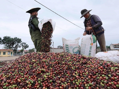 Giá cà phê hôm 22/10: Robusta tăng 3 ngày liên tiếp, Tây Nguyên rốt ráo tìm nhân công thu hái vụ mới