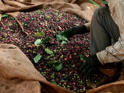 Giá cà phê hôm 11/12/2025: Fed cắt giảm lãi suất đẩy cà phê 2 sàn tăng