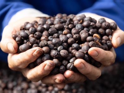 Giá cà phê hôm 26/1: Cùng quay đầu tăng mạnh, Robusta vượt 2.200 USD/tấn