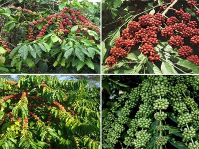 Giá cà phê hôm 1/11: Nguy cơ suy giảm khi Robusta cao nhất 10 năm qua, Việt Nam cần đẩy nhanh vụ thu hoạch