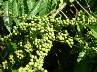 Giá cà phê hôm 10/12: Thị trường trong nước tăng nhẹ, Robusta dự báo có nhiều biến động bất ngờ