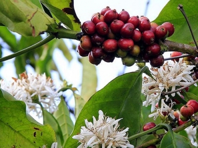 Giá cà phê hôm 11/6: Arabica tăng mạnh hơn Robusta, nguồn cung từ Nam Mỹ vẫn bất ổn