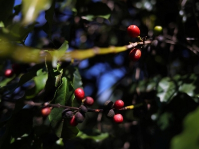 Giá cà phê hôm 11/10: Hướng đi nào cho Robusta tuần này, tiến độ thu hái vụ mới đang chậm lại?