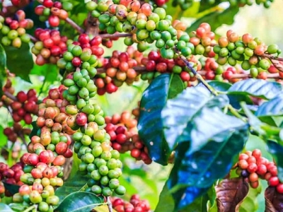Giá cà phê hôm 12/10: Arabica tiếp tục tăng, Robusta giảm trước thời điểm thu hoạch rộ ở Tây Nguyên