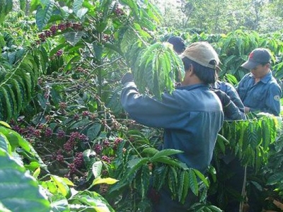 Giá cà phê hôm 12/11: Bất ngờ tăng mạnh trong bối cảnh Việt Nam chậm đưa hàng vụ mới ra thị trường