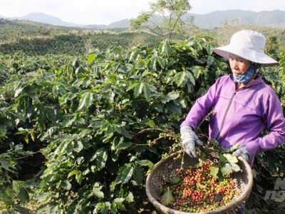 Giá cà phê hôm 14/11: Robusta tăng gần 100 USD/tấn/tuần, liệu cà phê có quay về thời hoàng kim 50.000 đồng/kg?