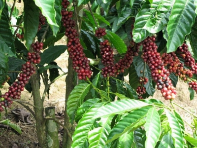Giá cà phê hôm 16/11: Arabica lên mức cao nhất 10 năm qua do lo ngại nguồn cung từ Nam Mỹ