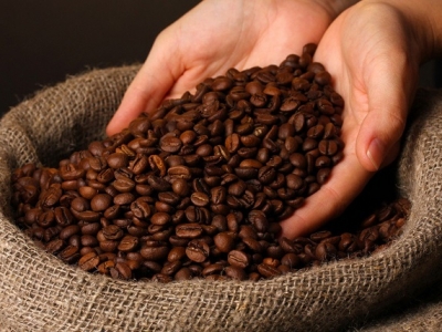Giá cà phê hôm 16/12: Robusta tiếp tục tăng, được mùa được giá nhưng nông dân chưa trọn niềm vui