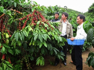 Giá cà phê hôm 18/11: Arabica quay đầu tăng mạnh, vụ thu hoạch trong nước vẫn chưa thể thuận lợi