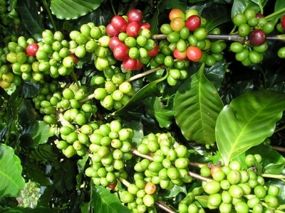 Giá cà phê hôm 2/12: Robusta tiếp tục tăng mạnh, vượt mốc 2.300 USD/tấn