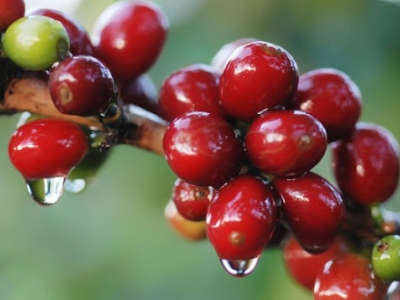 Giá cà phê hôm 23/10: Robusta tăng 4 ngày liên tiếp, nông dân Đắk Nông phấn khởi thu hoạch cà phê vụ mới