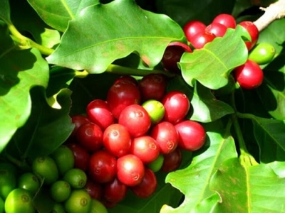Giá cà phê hôm 26/5: Đồng loạt tăng, trong nước vượt mốc 33.000 đồng/kg