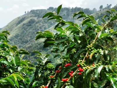 Giá cà phê hôm 27/11: Robusta tiếp tục tăng, vượt mốc 2.300 USD/tấn nhưng niềm vui chưa trọn với nhà nông