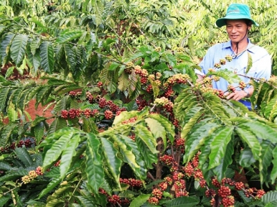 Giá cà phê hôm 28/10: Rơi mạnh từ đỉnh cao 10 năm, cà phê vụ mới chưa thể thuận lợi tham gia thị trường