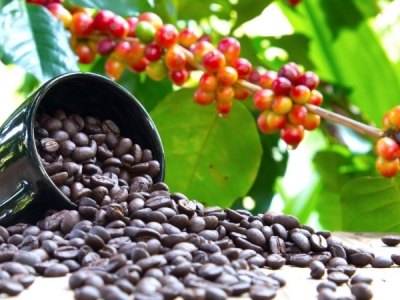 Giá cà phê hôm 10/10: Thiếu nguồn cung đẩy Arabica tăng mạnh, Robusta ổn định khi Việt Nam vào vụ mới
