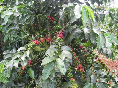 Giá cà phê hôm 29/11: Giải mã đà tăng của cà phê thế giới, nông dân Việt vẫn... lỗ