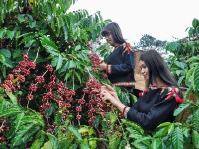 Giá cà phê hôm 3/12: Robusta tăng liên tiếp 3 ngày, ở mức cao nhất 10 năm qua