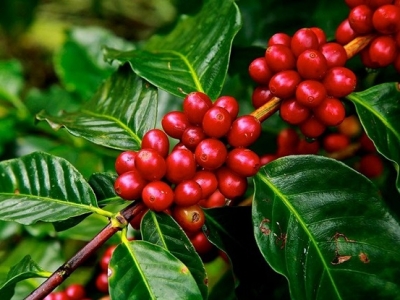 Giá cà phê hôm  4/12: 4 ngày tăng đẩy Robusta sát mốc 2.400 USD/tấn, trong nước hơn 42.000 đồng/kg