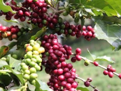 Giá cà phê hôm 5/11: Lo ngại giảm phát, ùn ứ hàng hóa ảnh hưởng xấu đến cà phê vụ mới của Việt Nam