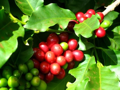 Giá cà phê hôm 8/9: Robusta tiếp tục tăng vượt mốc 2.100 USD/tấn, lên mức cao nhất 4 năm qua