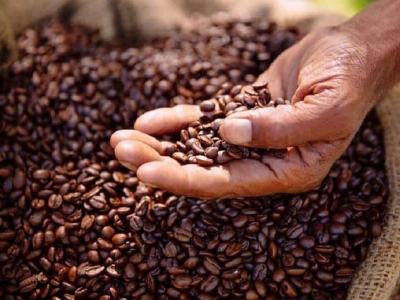Giá cà phê hôm nay 8/12: Robusta mất mốc 2.400 USD/tấn, Tây Nguyên đang thiếu hàng chục triệu công thu hái