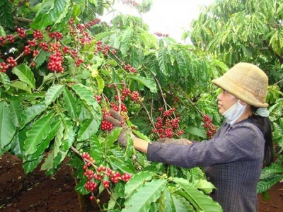 Giá cà phê hôm 9/12: Đồng loạt tăng trở lại, cà phê hướng tới xuất khẩu 6 tỷ USD vào năm 2030