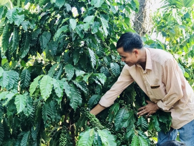 Giá cà phê hôm 10/5: Những yếu tố đang đẩy giá vào vùng nguy kịch