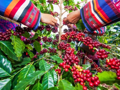 Giá cà phê hôm 11/5: 2 sàn về gần ngưỡng nguy hiểm