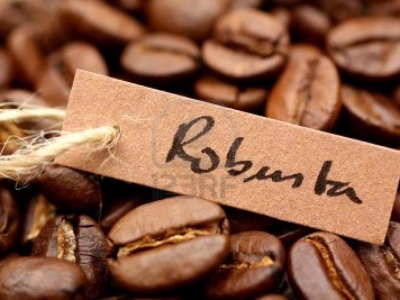 Giá cà phê hôm 12/3: Robusta quay đầu tăng, gần chạm mốc 2.100 USD/tấn