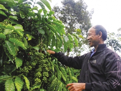 Giá cà phê hôm nay 12/4: Tiếp tục tăng tốt, Robusta vượt 2.100 USD/tấn