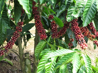 Giá cà phê hôm 13/8: Robusta tiếp tục tăng, trong nước chạm mốc 49.000 đồng/kg
