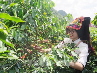 Giá cà phê hôm 14/12: Robusta chững lại, Arabica tiếp tục tăng
