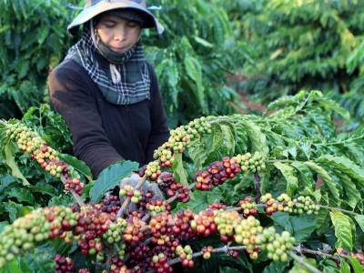 Giá cà phê hôm 14/4: Nông dân Brazil mạnh tay bán hàng đè giá Arabica