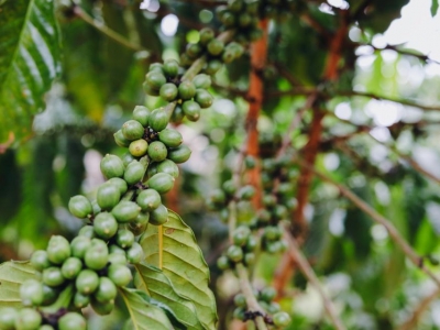 Giá cà phê hôm 15/12: Robusta hồi phục, Arabica tăng 3 phiên liên tiếp