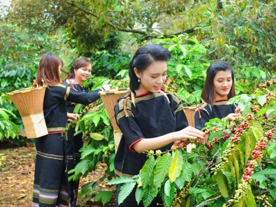 Giá cà phê hôm 6/9: Lạm phát Mỹ ảnh hưởng đến cà phê thế nào?