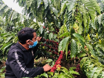 Giá cà phê hôm 18/11: Robusta hồi phục sau khi chạm đáy, tăng 300 đồng/kg