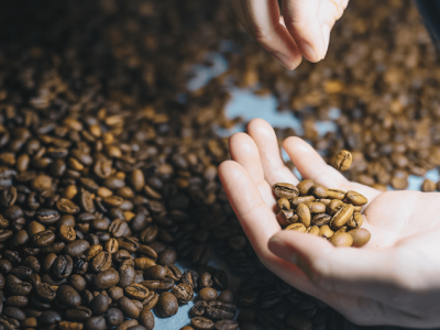Giá cà phê hôm 20/5: Robusta quay đầu tăng, nguy cơ thiếu hàng vụ mới