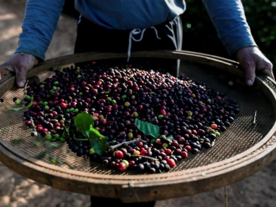 Giá cà phê hôm nay 20/9: Arabica tăng mạnh trong bối cảnh một mình một chợ