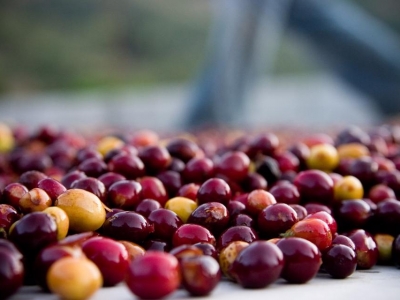 Giá cà phê hôm 02/2: Fed tăng lãi suất, Robusta mất mốc 2.100 USD/tấn
